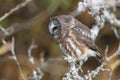 Northern saw whet owl