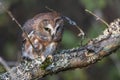 Northern saw whet owl