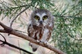 Northern Saw-whet Owl in the wild Royalty Free Stock Photo