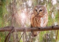 Northern Saw-whet Owl standing on a fir tree branch Royalty Free Stock Photo