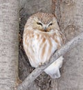 Northern Saw-whet Owl standing on a tree branch Royalty Free Stock Photo