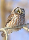 Northern Saw-whet Owl standing on a tree branch Royalty Free Stock Photo