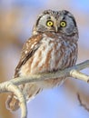 Northern Saw-whet Owl standing on a tree branch Royalty Free Stock Photo