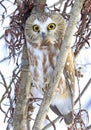 Northern Saw-whet Owl standing on a tree branch Royalty Free Stock Photo