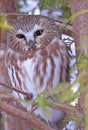 Northern Saw-whet Owl standing on a tree branch, Quebec Royalty Free Stock Photo