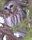 Northern Saw-whet Owl standing on a tree branch, Quebec Royalty Free Stock Photo