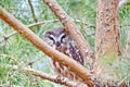 Northern Saw-whet Owl in the wild Royalty Free Stock Photo