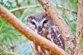 Northern Saw-whet Owl in the wild Royalty Free Stock Photo