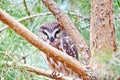 Northern Saw-whet Owl in the wild Royalty Free Stock Photo