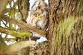 Northern Saw-whet Owl in the wild Royalty Free Stock Photo