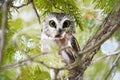 Northern Saw-whet Owl in the wild Royalty Free Stock Photo