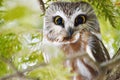 Northern Saw-whet Owl in the wild