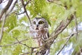Northern Saw-whet Owl in the wild Royalty Free Stock Photo