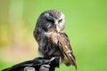 Northern Saw-Whet Owl