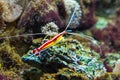 Northern Scarlet Cleaner Shrimp o Rock in Aquarium Royalty Free Stock Photo
