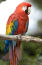 Northern scarlet macaw cancun mexico red bird Royalty Free Stock Photo