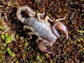 Northern Scorpion - Vejovis boreus Royalty Free Stock Photo