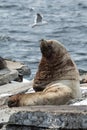 Northern Sea Lion or Steller Sea Lion. Kamchatka, Avachinskaya Bay Royalty Free Stock Photo