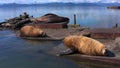 Northern sea lions are one of the smallest pinnipeds in the North Pacific.