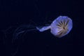 Northern sea nettle, brown jellyfish, Japanese sea nettle Chrysaora melanaster.