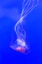 Northern sea nettle, chrysaora melanaster, swimming Royalty Free Stock Photo