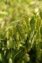 Northern Sea Oats