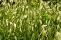 Northern Sea Oats