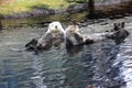 Northern sea otter