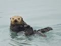 Northern Sea Otter in Resurrection Bay Alaska Royalty Free Stock Photo