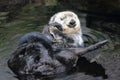 Northern sea otter Royalty Free Stock Photo