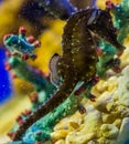 Northern seahorse in macro closeup, fish from the atlantic ocean, Vulnerable animal specie