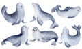 Northern seal. Set of watercolor characters.