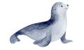 Northern seal. Watercolor illustration.