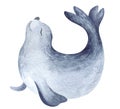 Northern seal. Watercolor illustration.