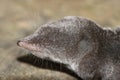 Northern Short-tailed Shrew Blarina brevicauda Royalty Free Stock Photo