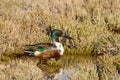 Northern Shoveler Royalty Free Stock Photo