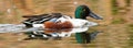 Northern Shoveler Royalty Free Stock Photo