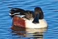 Northern Shoveler Royalty Free Stock Photo