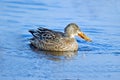 Northern Shoveler