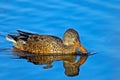 Northern Shoveler