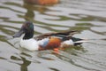 Northern Shoveler