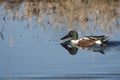 Northern shoveler