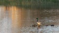 Northern Shoveler at Aiguamolls de l`Emporda