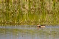 Northern Shoveler, Anas clypeata