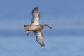 Northern shoveler Anas clypeata