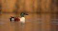 Northern Shoveler - Anas clypeata - male Royalty Free Stock Photo