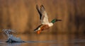 Northern Shoveler - Anas clypeata - male Royalty Free Stock Photo