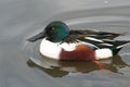 Northern Shoveler Anas clypeata