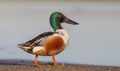 Northern Shoveler - Anas clypeata / Spatula clypeata - male Royalty Free Stock Photo