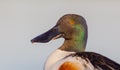 Northern Shoveler - Anas clypeata / Spatula clypeata - male Royalty Free Stock Photo